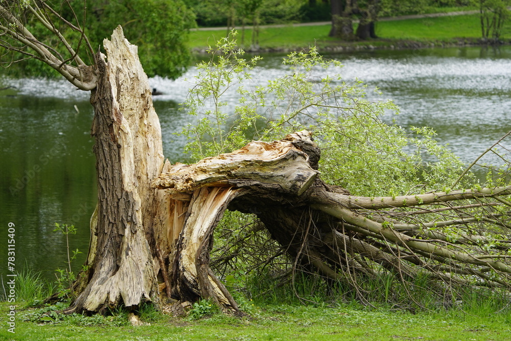 Old Willows broken off by strong storms, also called sallows and osiers, of the genus Salix. Hanover - Herrenhausen, Germany.