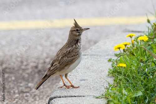 The crested lark (Galerida cristata) on a concrete curb with flowering dandelion. © matuty