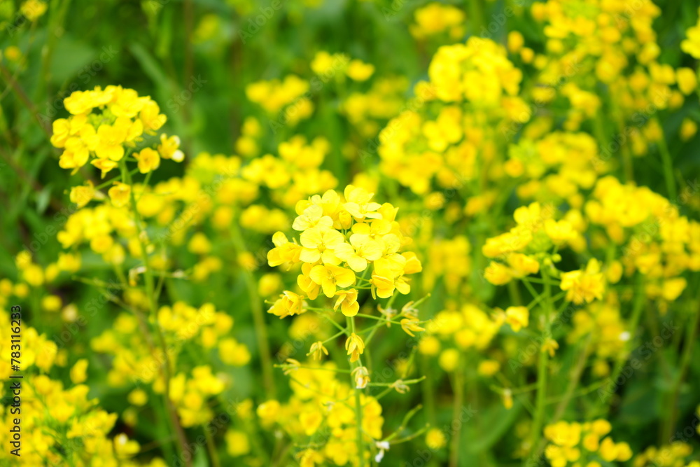 Yellow Canola Flower or Rape Blossoms during Spring. - 日本 黄色い花 菜の花 Yellow Canola Flower or Rape Blossoms during Spring. - 日本 黄色い花 菜の花