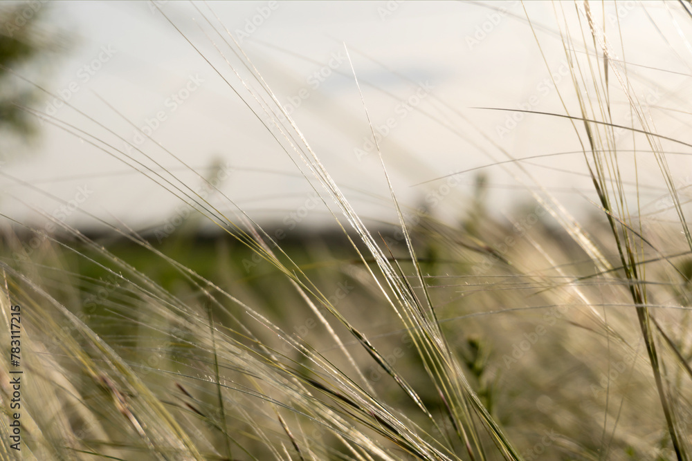 natural background of feather grass in sunset light. Soft focus natural background of feather grass in sunset light. Soft focus