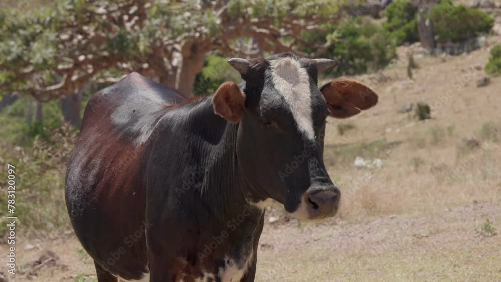 A cow in an arid landscape, looking around and wagging ears to throw off flies A cow in an arid landscape, looking around and wagging ears to throw off flies