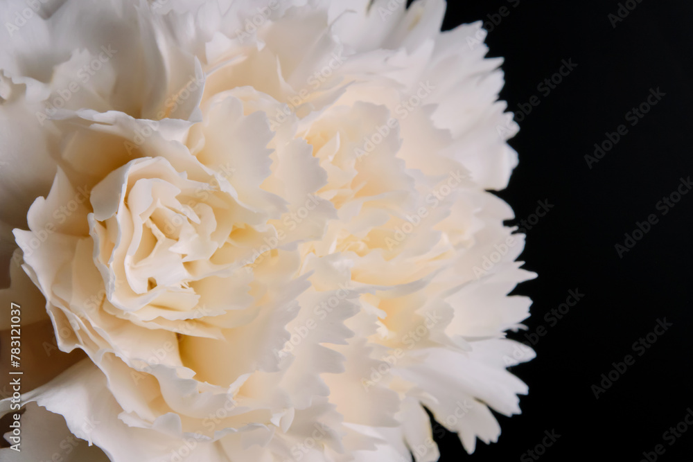 Abstract background with aster flower closeup. Abstract background with aster flower closeup.