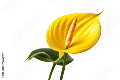 yellow flower isolated transparent background