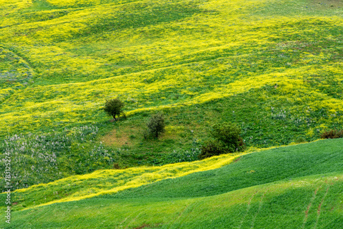 Scenic view of agricultural field in Setif, Algeria.