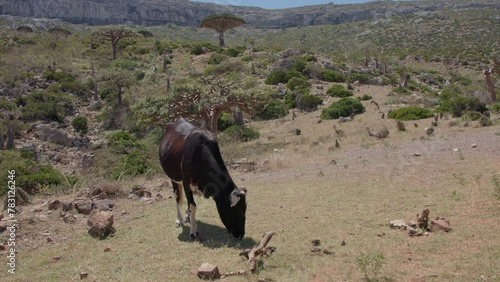 A cow in an arid landscape, grazing, feeding on grass, Dragon Blood Trees in the background