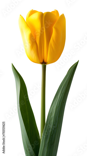 Yellow Tulip  flower isolated on transparent background