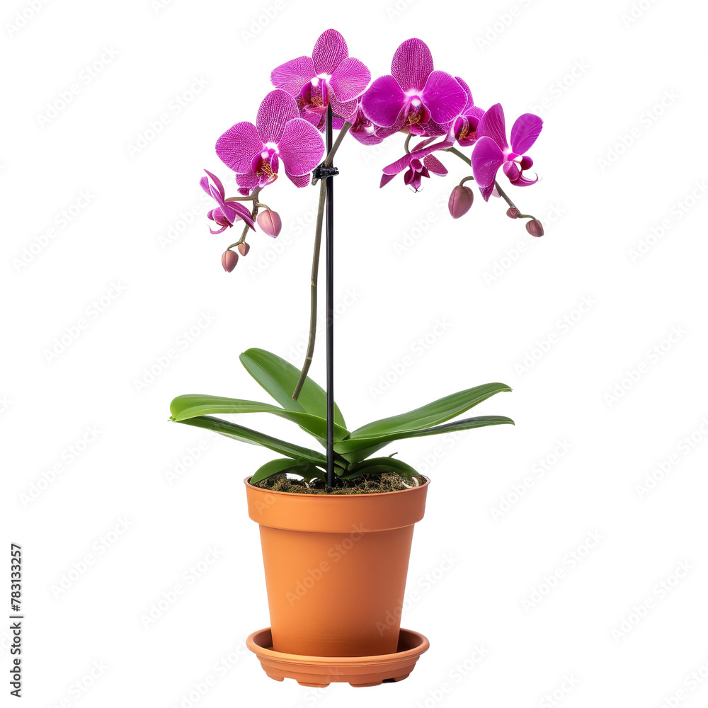 Fototapeta premium Blooming Purple Phalaenopsis Orchid in a Terracotta Pot, Symbolizing Elegance and Beauty in Floriculture.