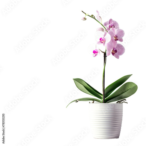 Elegant Potted Orchid in a White Pot  Illustrating the Concept of Indoor Gardening and Home Decor.