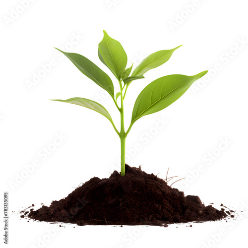 Wallpaper Mural Small Green plant growing from soil isolated on transparent background Torontodigital.ca