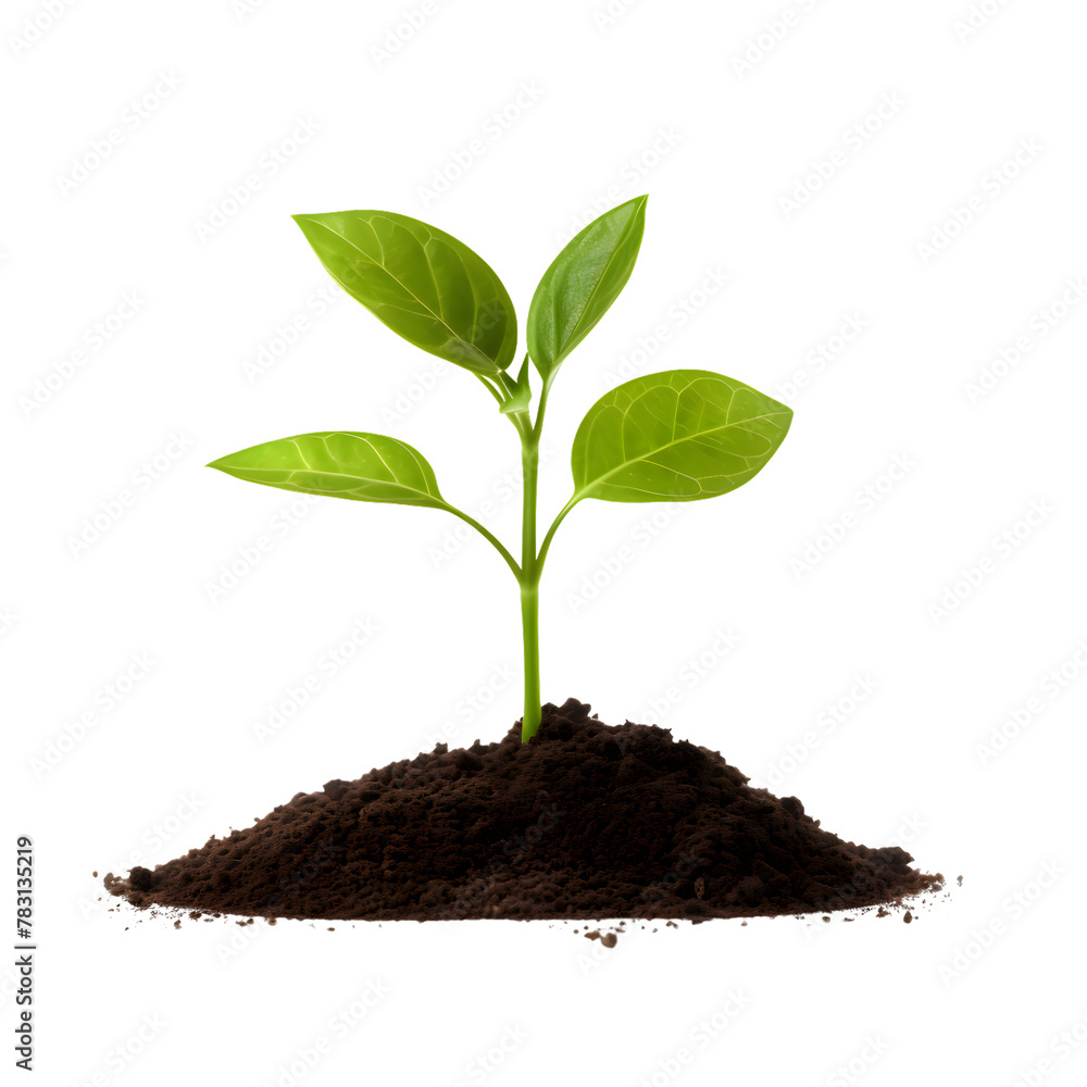 Small Green plant growing from soil isolated on transparent background Small Green plant growing from soil isolated on transparent background