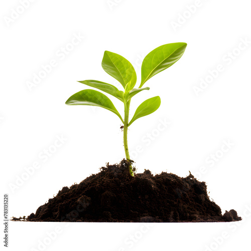Wallpaper Mural Small Green plant growing from soil isolated on transparent background Torontodigital.ca