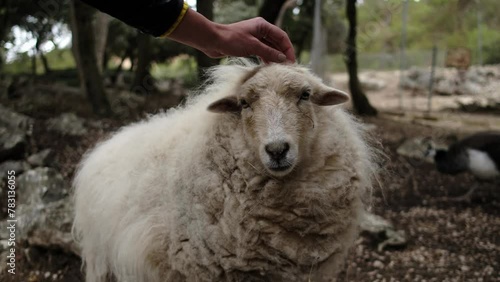 White cute sheep in zoo. Close up a woman stroking a white sheep. Hand touching fluffy sheep fur. Warm and soft wool. Aitana Safari park, Alicante, Spain.