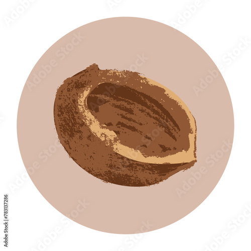 Vector hand-drawn illustration almond. Color charcoal drawing of almond nut for marzipan paste label design or almond butter packaging. Botanical sketch for ketogenic diet banner.