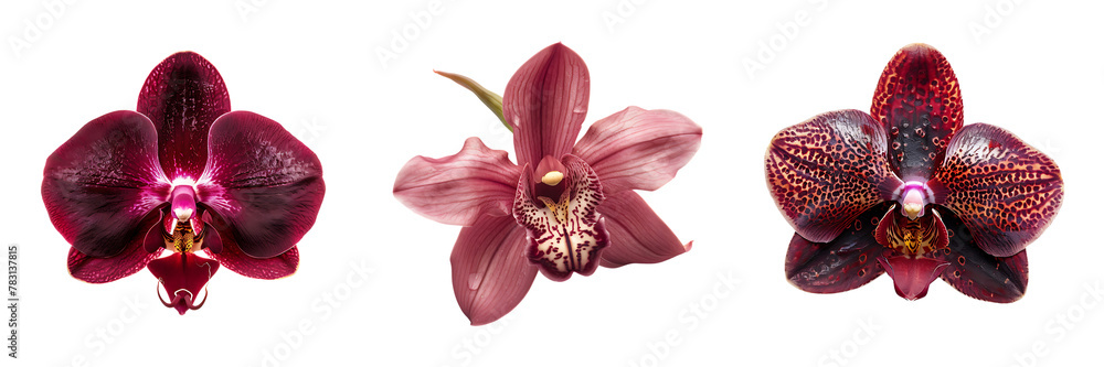 set of brown orchid flower isolated on white or transparent background set of brown orchid flower isolated on white or transparent background