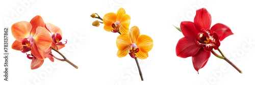 set of orchid flower isolated on white or transparent background