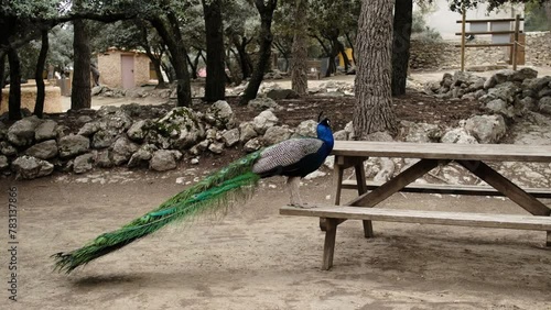 Peacock  in a natural park and animal reserve, located in the Sierra de Aitana, Alicante, Spain.  photo