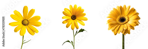 set of yellow daisy flower isolated on  white or transparent background