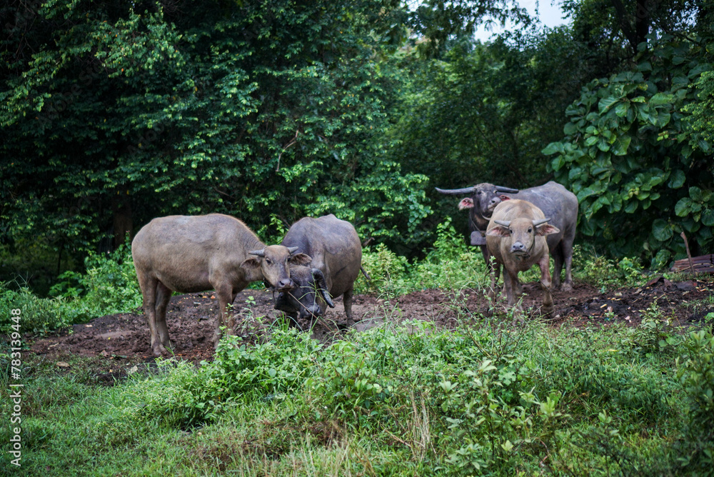 a group of a buffalo on the park a group of a buffalo on the park