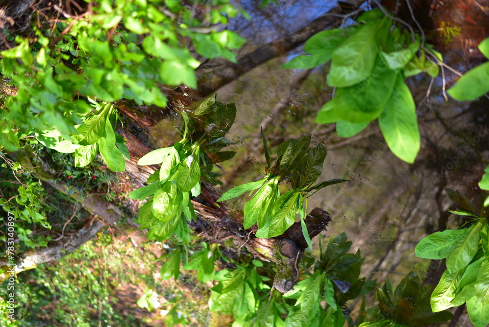Fototapeta premium 佐渡島の乙和池