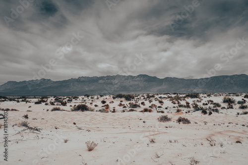 Desierto Mexicano 