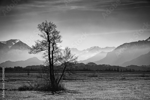 View over the Murnauer Moos with a tree to the peaks of the Wetterstein Mountains in the background, black and white photo, Alps, Bavaria, Germany, Europe photo