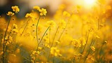 daffodil yellow flowers