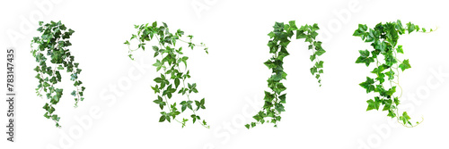 Set of Green creeper on transparent background, png