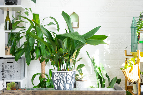 Aspidistra on the table for transplanting and caring for domestic plants in the interior of a green house with potted plants photo