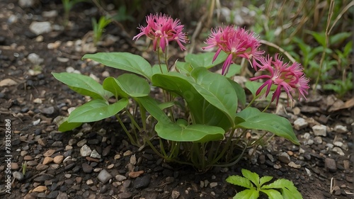 spring flower in the garden