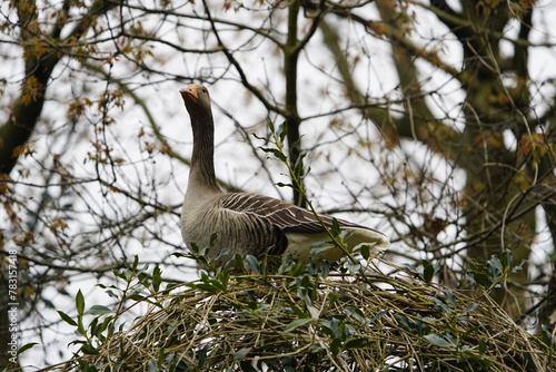 Greylag Goose, Anatidae family, looks for a suitable breeding place in the tree. (Anser anser) Hannover - Berggarten, Germany