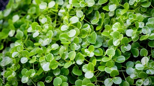 plants silver falls dichondra