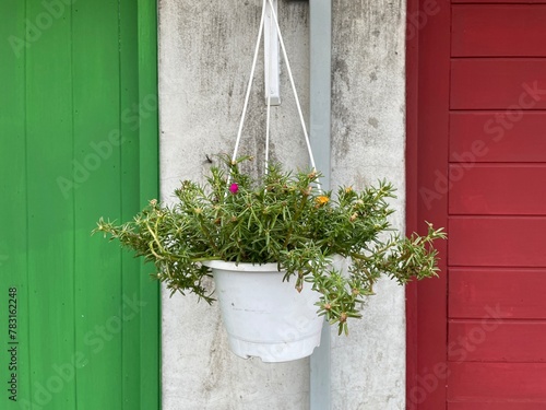 some flowers in a flower pot in front of a house