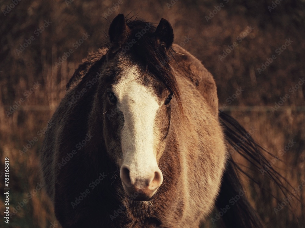 Fototapeta premium Wild horse in nature with forest in the background. 