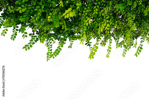 Green vine frame leaves plant isolated