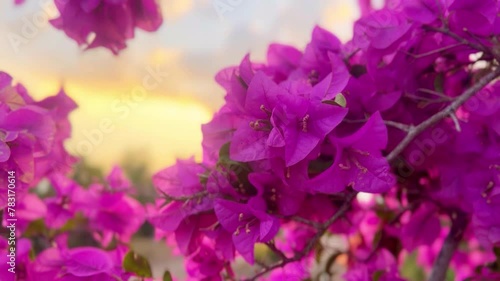 Beautiful blooming paper flower (Bougainvillea glabra) in magenta color. The lesser bougainvillea is bloomed in summer season. photo