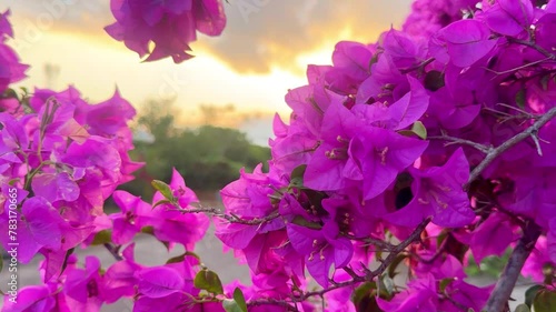 Beautiful blooming paper flower (Bougainvillea glabra) in magenta color. The lesser bougainvillea is bloomed in summer season. photo