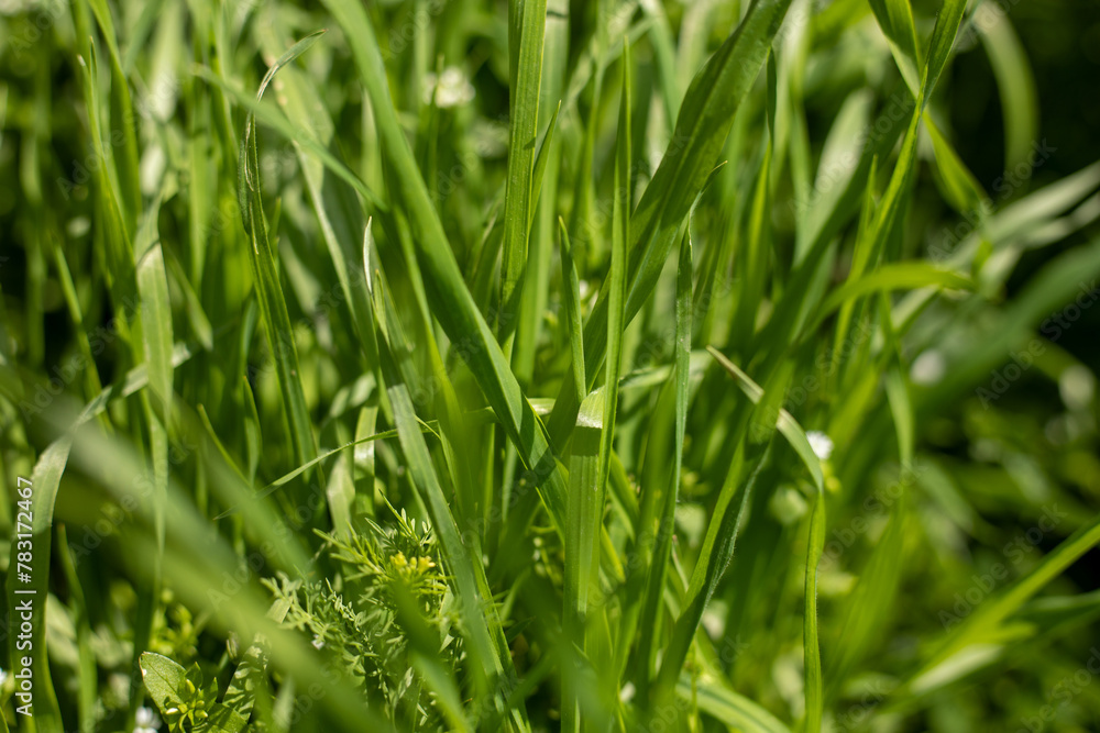 A lush green field of grass with a few carrots growing in it. The field is full of life and color, and the carrots add a pop of color to the scene A lush green field of grass with a few carrots growing in it. The field is full of life and color, and the carrots add a pop of color to the scene