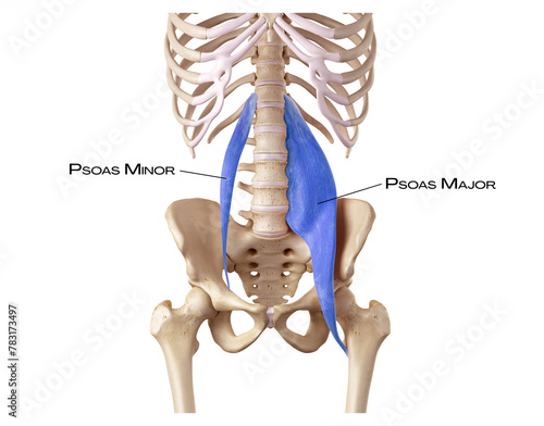 Hip of the deep front line - psoas minor, psoas major photo