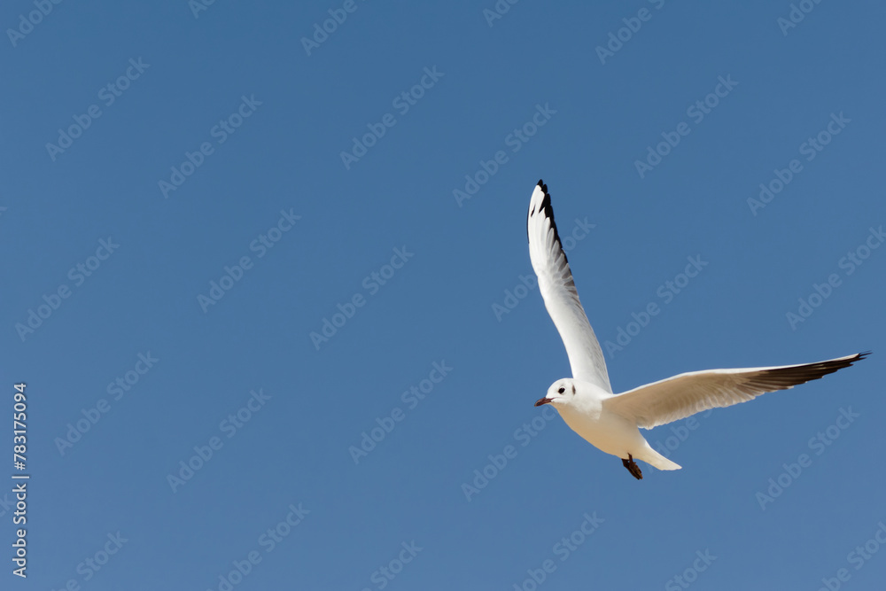 seagull in flight