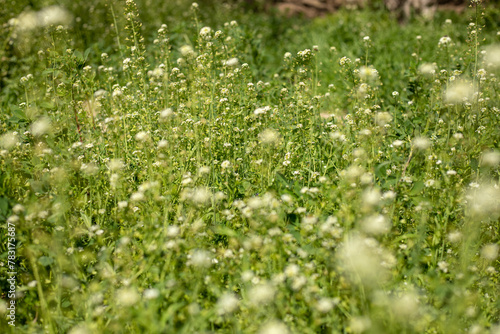 A field of green grass with many white flowers. The flowers are scattered throughout the field, with some closer to the foreground and others further back