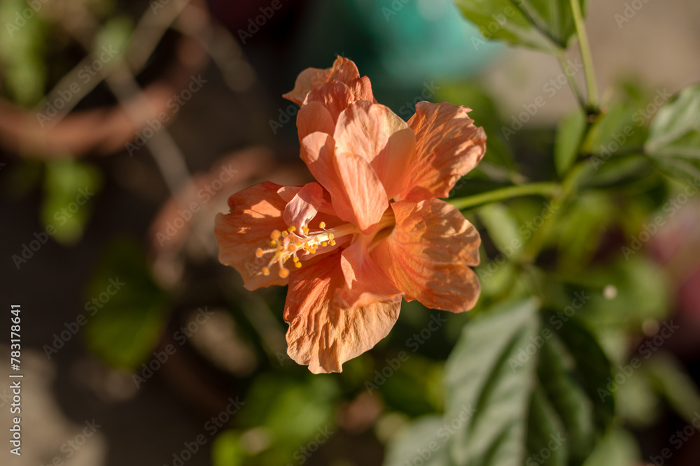 Obraz premium A flower with a yellow center and orange petals. The flower is in a pot and is surrounded by green leaves