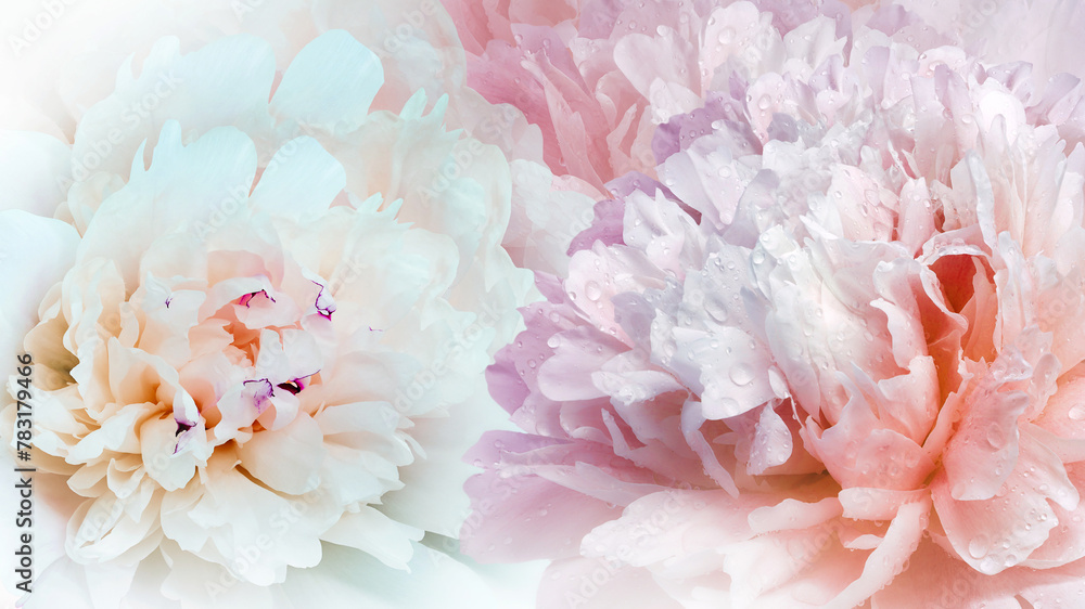 Floral spring background.  Peonies flowers.  close-up.   Nature.