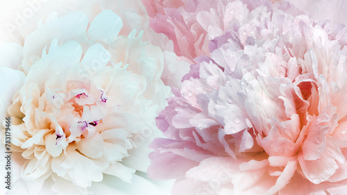 Floral spring background.  Peonies flowers.  close-up.   Nature. © nadezhda F