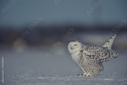 Snowy Owl in winter who hunts photo