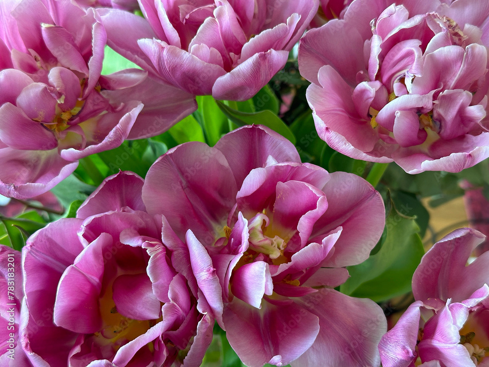 Obraz premium Verblühte Tulpen