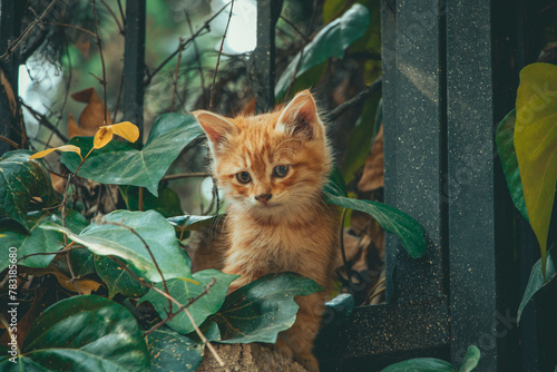 Kitty cat in tehran