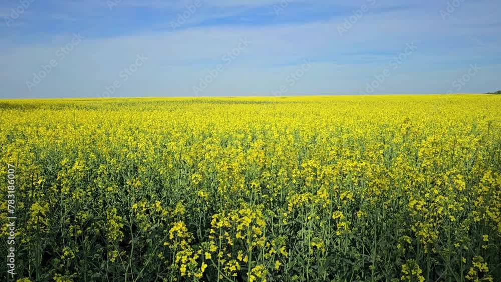 4K video of blooming rapeseed field in springtime with bees busy flying around and collecting pollen. Springtime with busy bees in rapeseed field. 4K video of blooming rapeseed field in springtime with bees busy flying around and collecting pollen. Springtime with busy bees in rapeseed field.
