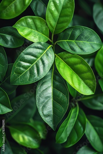 Detailed view of a vibrant green leafy plant up close
