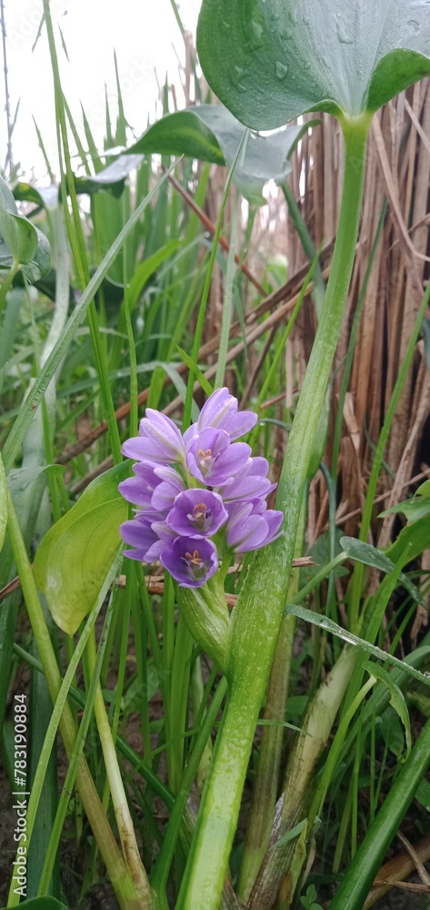 Fototapeta premium Photo of Water Hyacinth Flowers with Grass Background