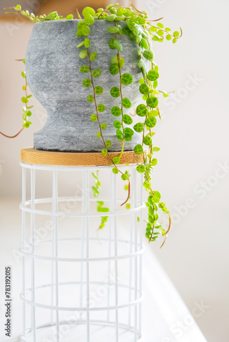 Long lashes of peperomium prostrate in a concrete pot hang with round turtle leaves. Peperomy close-up in the interior on a white background, an ornamental plant photo